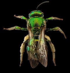 bee2samdroegeusgs